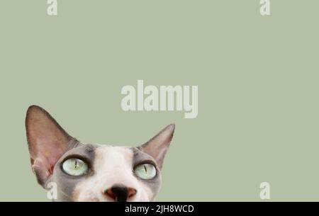 Nahaufnahme der neugierigen sphynx-Katze. Isolierter grüner Hintergrund Stockfoto