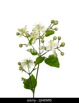 Blumen und Blätter der Clematis, lat. Clematis vitalba L., auf weißem Hintergrund Stockfoto