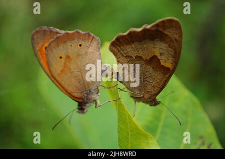 Wiese Brauner Schmetterling (Maniola jurtina), Paarpaarung auf Walnussblatt, Sommer, Artvin - Türkei Stockfoto