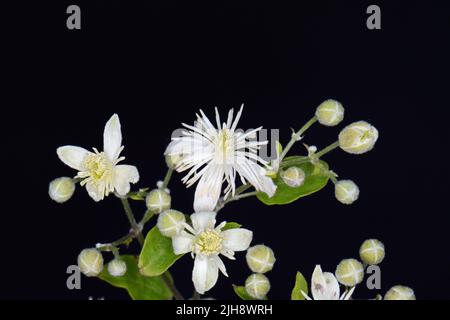 Blumen und Blätter von Clematis , lat. Clematis vitalba L., isoliert auf schwarzem Hintergrund Stockfoto