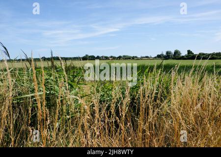 Potter Heigham, Norfolk, Großbritannien. 16.. Juli 2022.sonnig und heiß in Potter Heigham auf den Norfolk Broads. Kredit: Matthew Chattle/Alamy Live Nachrichten Stockfoto