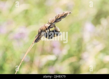 Bumble Bee (Bombus sp.) ruht auf einem Grasstamm Stockfoto
