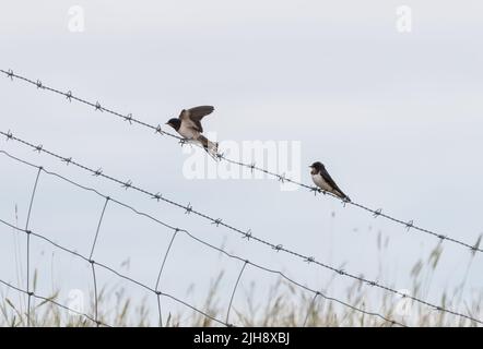 Scheune Schwalben (Hirundo rustica) auf Draht thront Stockfoto