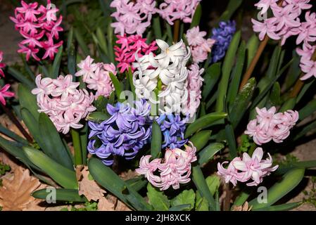 Hyacinthus orientalis bunte Blumen Stockfoto