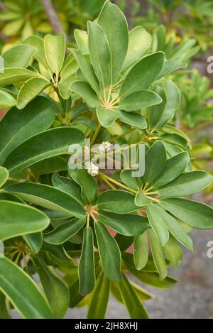 Schefflera actinophylla Blätter aus nächster Nähe Stockfoto