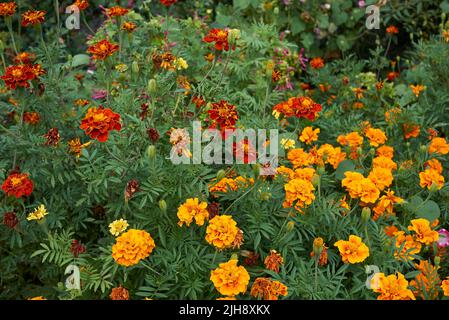 Tagesetes bunte Blumen Stockfoto
