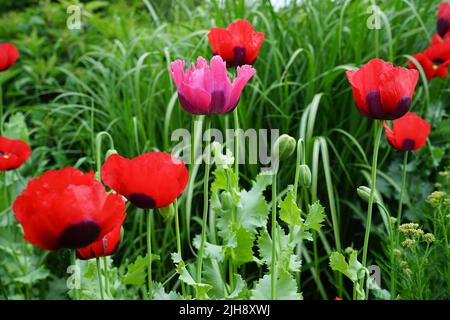 Rote und rosa Papaver somniferum, Opium Mohnblumen oder Breadseed Mohnblumen. Viele Sorten produzieren keine nennenswerte Menge Opium, aber sie haben es Stockfoto