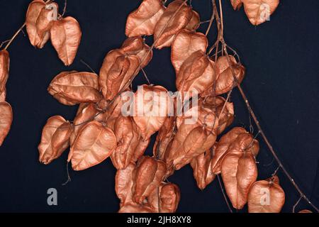 Goldene Regenbaum-Frucht, Stolz Indiens, China-Baum und Lackbaum, Koelreuteria, (Koelreuteria paniculata) isoliert auf schwarzem Hintergrund Stockfoto