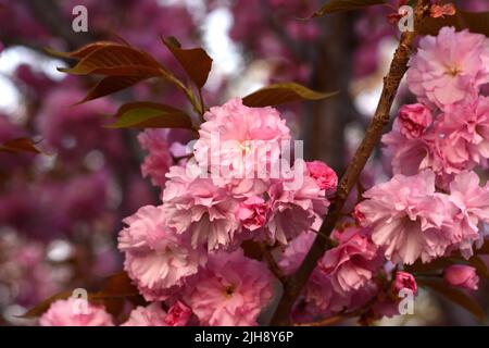 Zweig der Prunus Kanzan Kirsche. Rosafarbene Doppelblumen und grüne Blätter im Hintergrund des blauen Himmels, Nahaufnahme. Prunus serrulata, blühender Baum. Stockfoto
