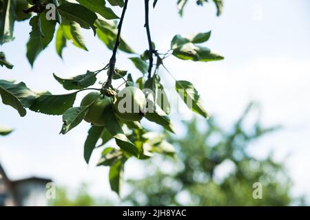 Apfelbaum mit jungen Apfelfrüchten. Unreife Äpfel wachsen auf einem Ast von Apfelbäumen. Apfel auf einem Baum in der Sonne, Nahaufnahme. Stockfoto