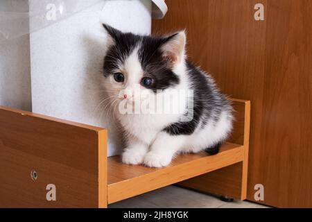 Ein kleines dreifarbiger Kätzchen sitzt aus der Nähe auf dem Boden Stockfoto