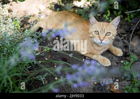 Rote Katze ruht im Garten. Zwischen wunderschönen Pflanzen. Happy PET Life Konzept. Stockfoto