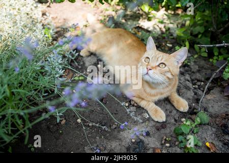 Rote Katze ruht im Garten. Zwischen wunderschönen Pflanzen. Happy PET Life Konzept. Stockfoto