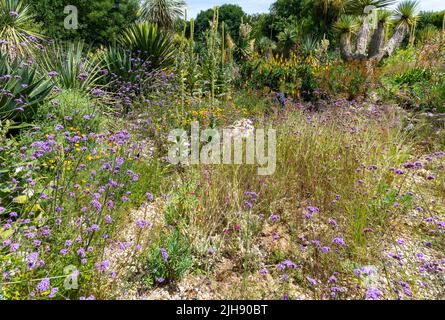 Desert Wash Garden, East Ruston Old Vicarage Garden, East Ruston, Norfolk, England, Großbritannien Stockfoto