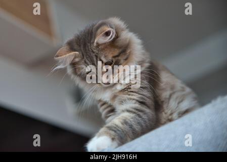 Sibirische Babykatze mit langen Haaren und großen grauen Augen. Fauler Tag zu Hause mit den Haustieren. Hypoallergene Katze. Hintergrundbild. Stockfoto
