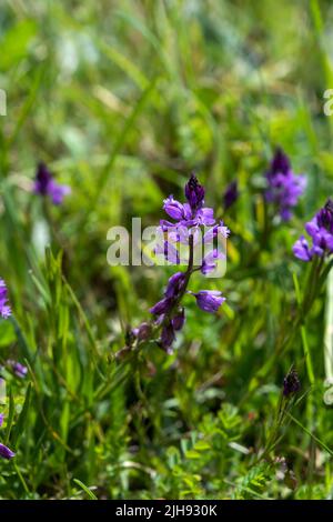 Gemeine Milchkrautblüte (Polygala vulgaris) violett gefärbt Stockfoto