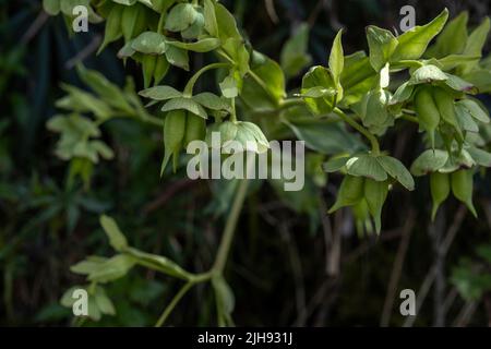 Stinkender Helleborus (Helleborus foetidus), grüne Blüten Stockfoto