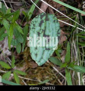 Hundezahn violett (Erythronium dens-canis) grünes Blatt mit dunkelbraunen Flecken Stockfoto