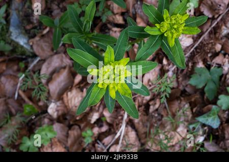 Irish Spurge (Ph.-Hyberna) in voller Blüte Stockfoto