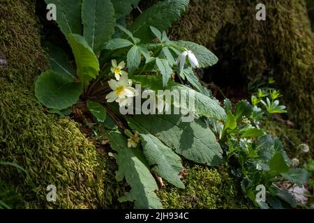 Gemeine Primel (Primula vulgaris) mit blassgelben Blüten, die auf einem moosigen Baumfuß wachsen Stockfoto