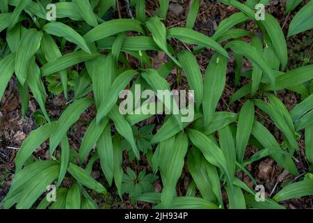 Bärlauch (Allium ursinum) frische grüne Blätter Stockfoto
