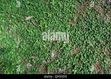 Draufsicht auf wild wachsende indische Penny-Würze oder Gotu Kola (Centella asiatica) Pflanzen mit kriechenden Zeckentrefoil Pflanzen und mehreren Graspflanzen Stockfoto