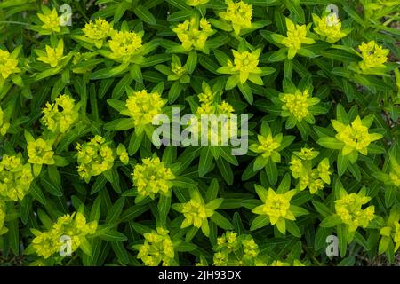 Irish Spurge (Ph.-Hyberna) in voller Blüte Stockfoto