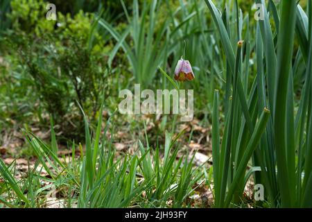 Fatillaria pyrenaica (Fatillaria pyrenaica), scharlachfarbene Blume Stockfoto