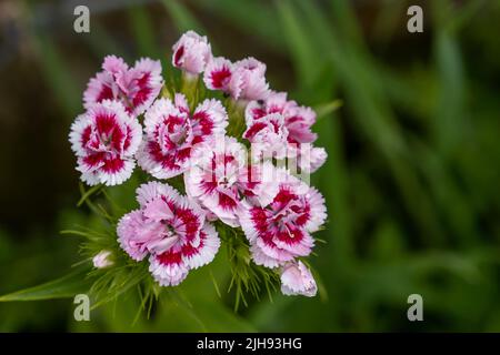 Süsse Willian-Blüten (Dianthus barbatus) Stockfoto