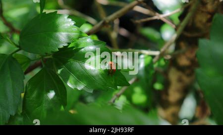 Ein winziges orangefarbenes und schwarzes Insekt auf einem schuhschwarzen Pflanzenblatt (Hibiscus rosa sinensis) Stockfoto