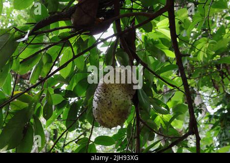 Eine reife Soursop (Annona muricata) Frucht, die von den wilden Tieren gegessen wird, bevor sie vom Baum geerntet wird Stockfoto