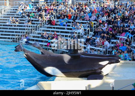 San Diego - USA, 03 14 2014: SeaWorld San Diego Killer Whale (Orca) Ausstellung. Ein Orca-Wal tritt während der One Ocean Show in SeaWorld San Diego auf. Stockfoto