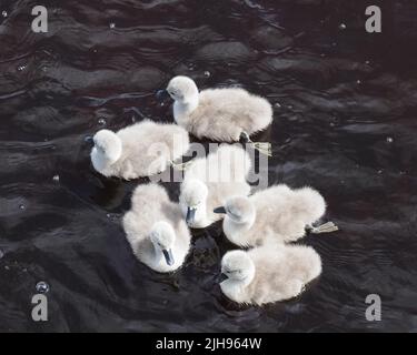 Ein Floß von sechs, vier Tage alten Cygnus olor cygnets. Ihre grauen flauschigen Daunen, kontrastierend zum dunklen, gewellten Wasser an einem hellen, sonnigen Tag. Stockfoto