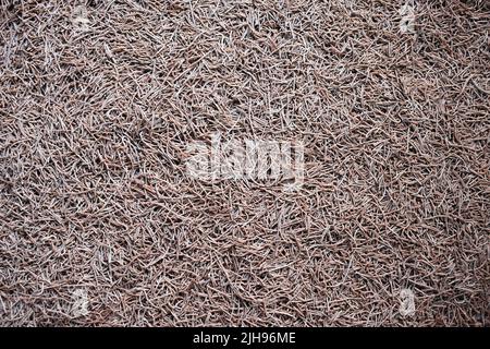 Rohe ganze getrocknete Fingerhirse Vermicelli Pasta Stockfoto