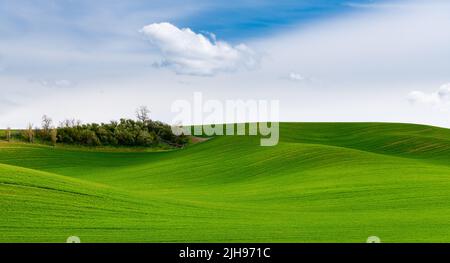 Frühlingsweizen bedeckt die ländliche Landschaft der sanft geschwungenen grünen Hügel in den Palouse Hills, Washington, USA Stockfoto