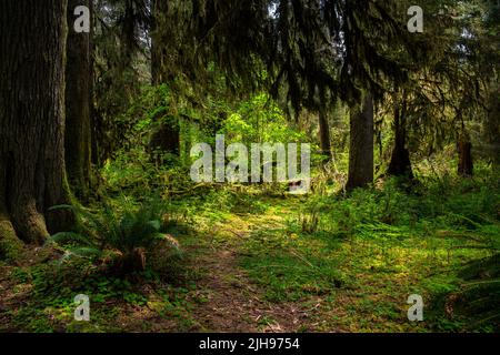 Eine sonnendurchflutete Lichtung in einem üppigen grünen, alten Wald mit Farnen und moosbedeckten Bäumen im Hoh Rain Forest, Olympic National Park, Washington Stockfoto