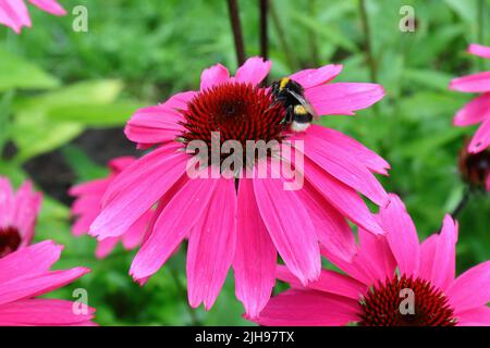 Nahaufnahme eines rosa Echinacea purpurea und einer kleinen Hummel, die auf dem Blütenkopf nach Nektar sucht Stockfoto