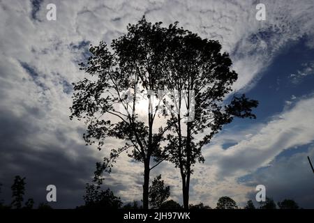 Weitwinkelaufnahme einer Abendlandschaft mit Wolken, Sonnenlicht und den dunklen Silhouetten von Bäumen Stockfoto