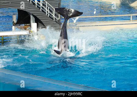 San Diego - USA, 03 14 2014: SeaWorld San Diego Killer Whale (Orca) Ausstellung. Ein Orca-Wal tritt während der One Ocean Show in SeaWorld San Diego auf. Stockfoto