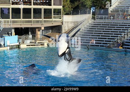 San Diego - USA, 03 14 2014: SeaWorld San Diego Killer Whale (Orca) Ausstellung. Ein Orca-Wal tritt während der One Ocean Show in SeaWorld San Diego auf. Stockfoto