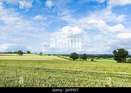 Englische Landschaft, Großbritannien. Landschaft mit grünem Weizenfeld, blauem Himmel und Wolken Stockfoto
