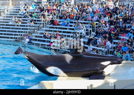 San Diego - USA, 03 14 2014: SeaWorld San Diego Killer Whale (Orca) Ausstellung. Ein Orca-Wal tritt während der One Ocean Show in SeaWorld San Diego auf. Stockfoto