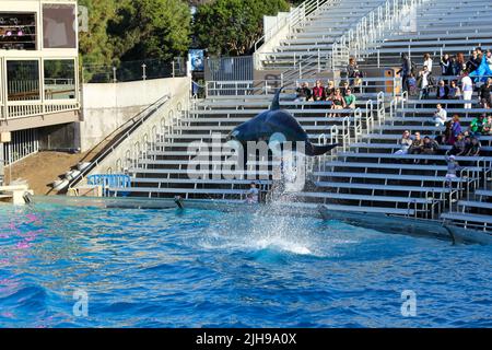 San Diego - USA, 03 14 2014: SeaWorld San Diego Killer Whale (Orca) Ausstellung. Ein Orca-Wal tritt während der One Ocean Show in SeaWorld San Diego auf. Stockfoto