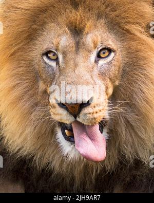 Porträt eines männlichen afrikanischen Löwen, der mit der Zunge ein dummes Gesicht macht Stockfoto