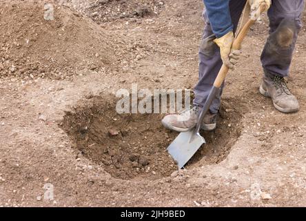 Gärtner, der mit einem Spaten ein Loch in den Boden gräbt, bereitet sich darauf vor, einen Baum in einem britischen Garten zu Pflanzen Stockfoto