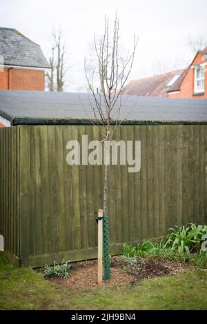 Pflanzen von Bäumen im britischen Garten im Winter. Chanticleer ornamentale Birne mit Pfahl und Baumschutz Stockfoto