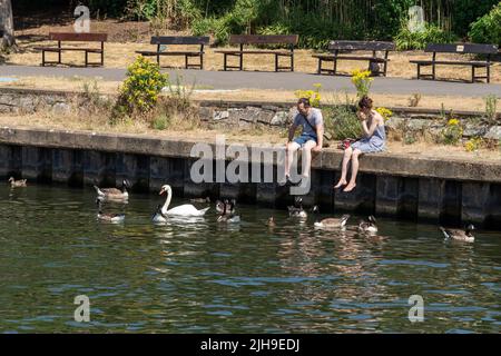 Surbiton Surrey, UK - July 15, 2022 :Menschen beobachten die Gänse und einen Schwan auf der Themse in Surbiton am 15. Juli 2022. Zwei nicht identifizierte Personen Stockfoto