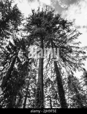 Eine vertikale Aufnahme von hohen Bäumen, die im Forest of Dean, England, wachsen Stockfoto