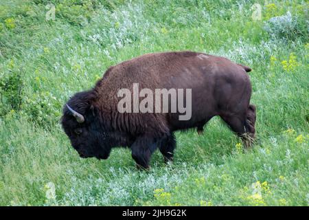 Ein großer Bison geht auf einem grünen Rasen im Theodore Roosevelt National Park in North Dakota einen Hügel hinunter Stockfoto