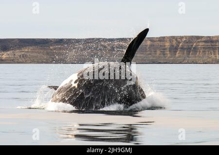 Südlicher rechter Walsprung, Halbinsel Valdes, UNESCO-Weltkulturerbe, Patagonien, Argentinien. Stockfoto